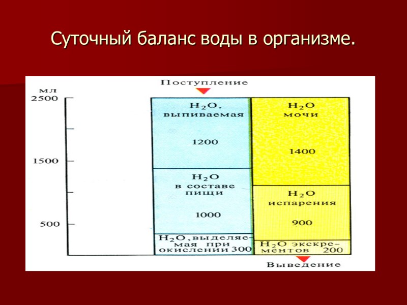 Суточный баланс воды в организме.